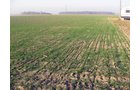 Property photo 1 - 60 Acres Offered in 2 Tracts